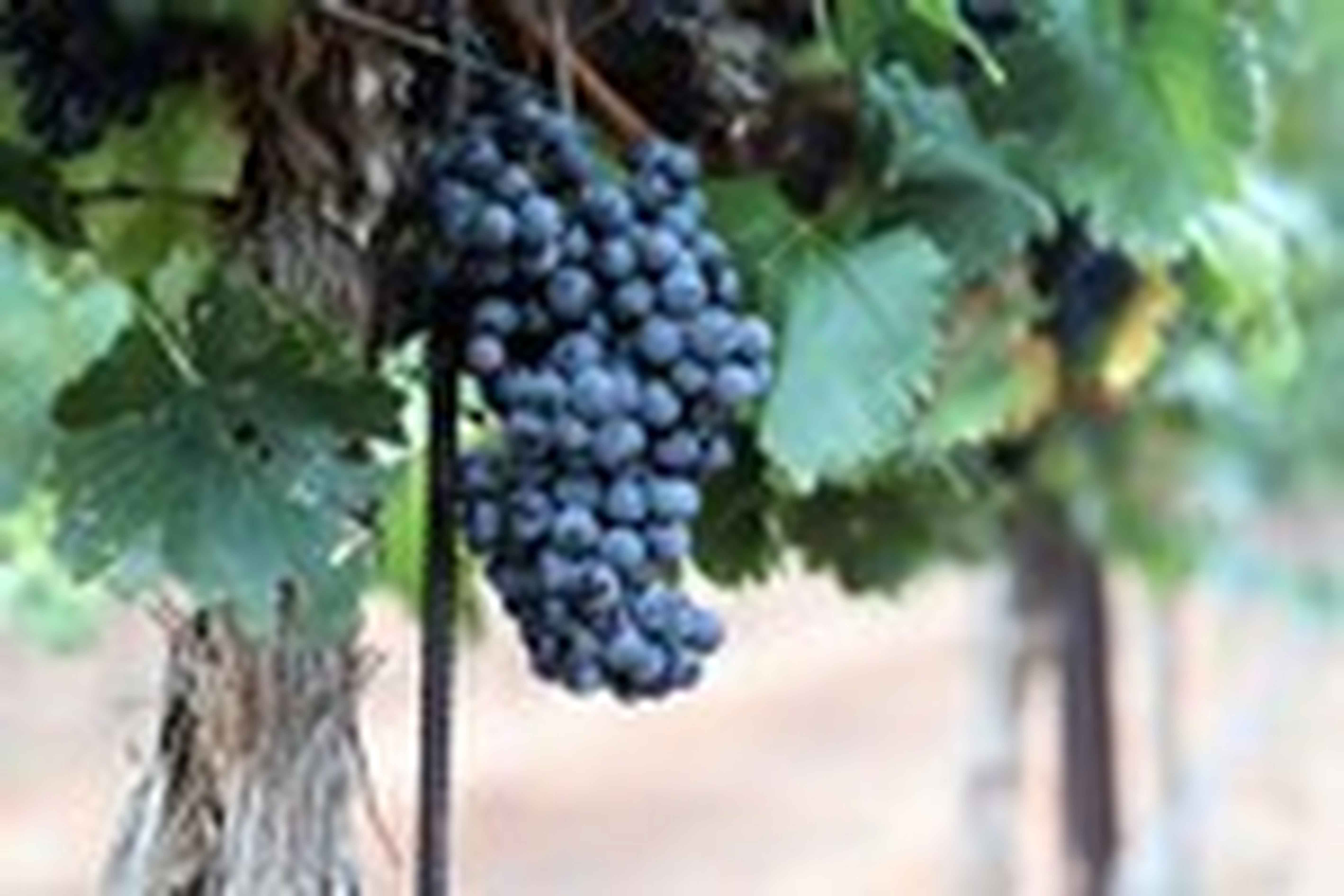 2021 Harvest Pedernales Cellars Desert Willow Vineyards Grenache