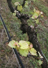 Merlot growing at Kuhlken Vineyards in March 2020