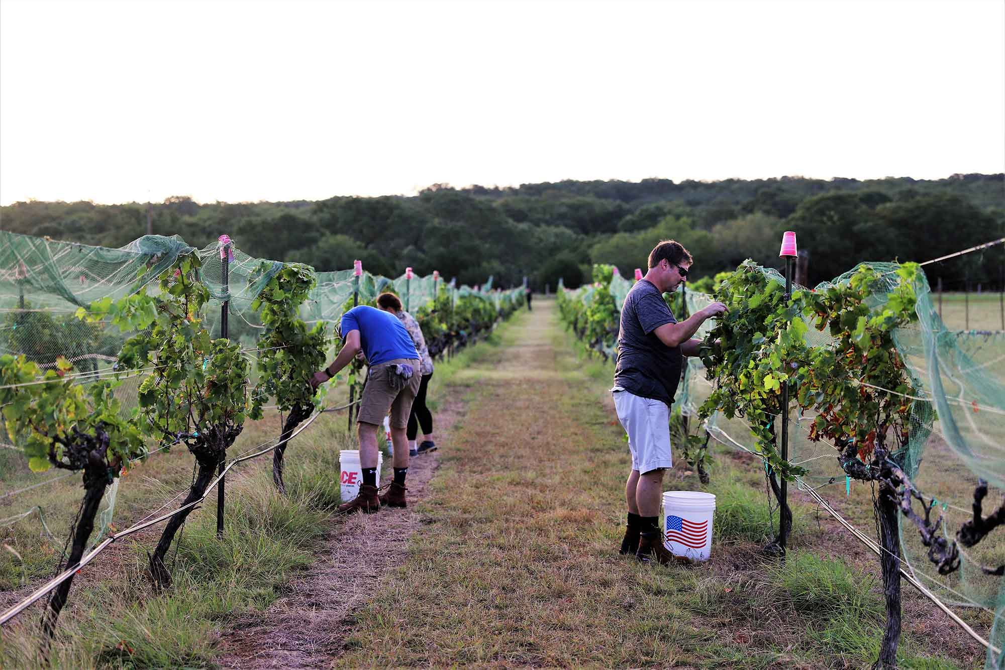Pedernales Cellars Harvest 2020 -Sangiovese in Kuhlken Vineyard